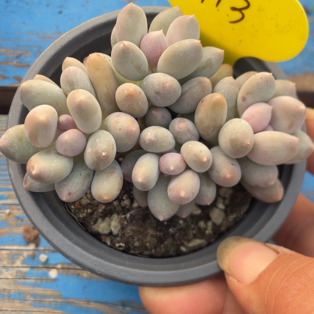 芝士奶酪溜溜球双色奶113