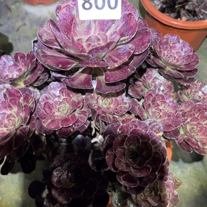 宝***鑫花无缺圆叶拉丝800号多肉植物