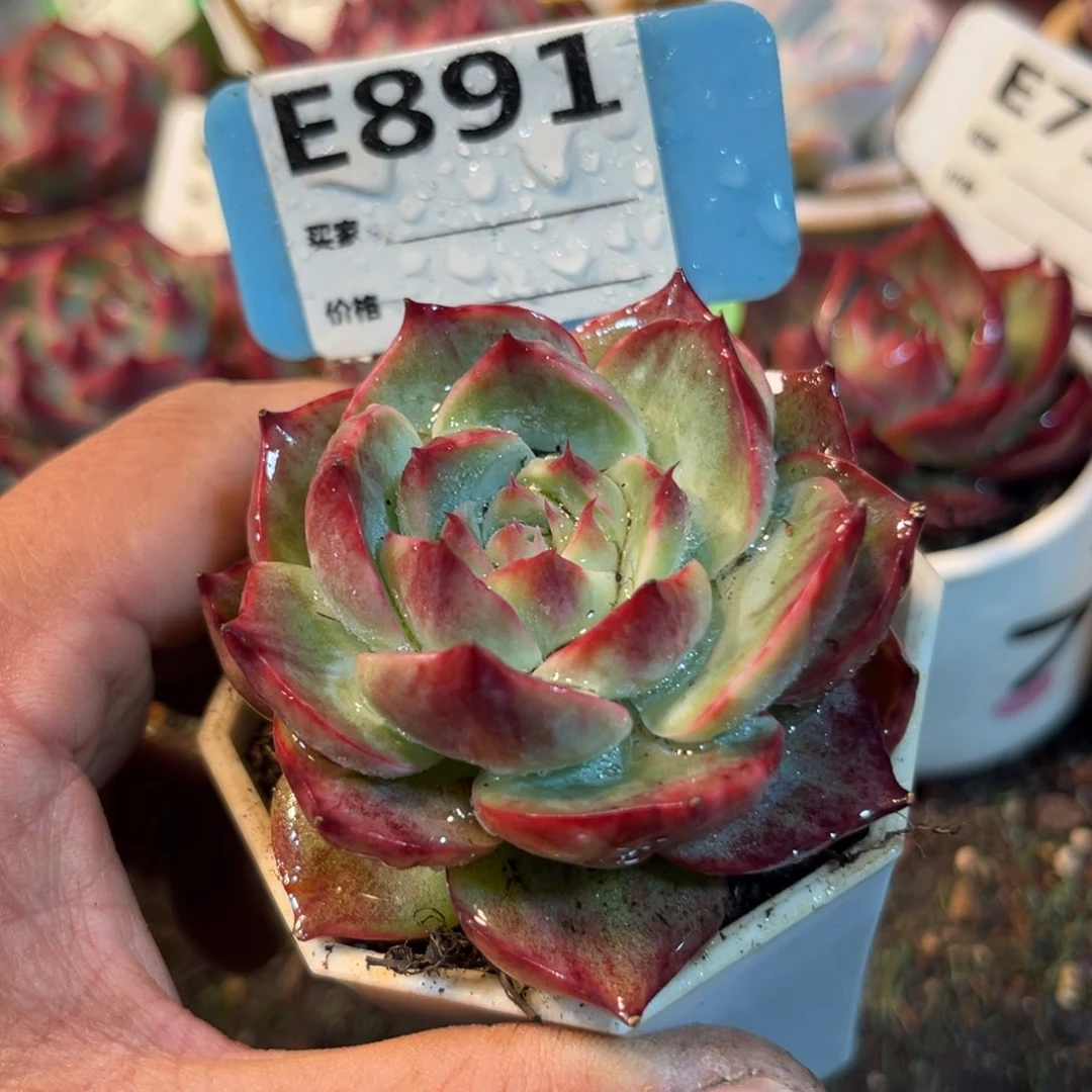 惊鸿一瞥891号多肉