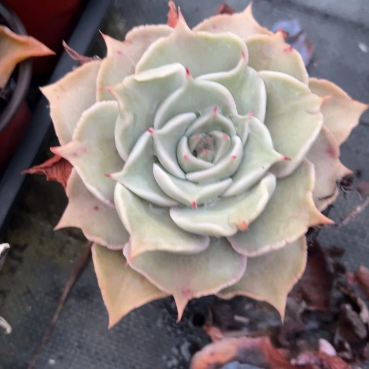 饺子皮多肉植物多肉