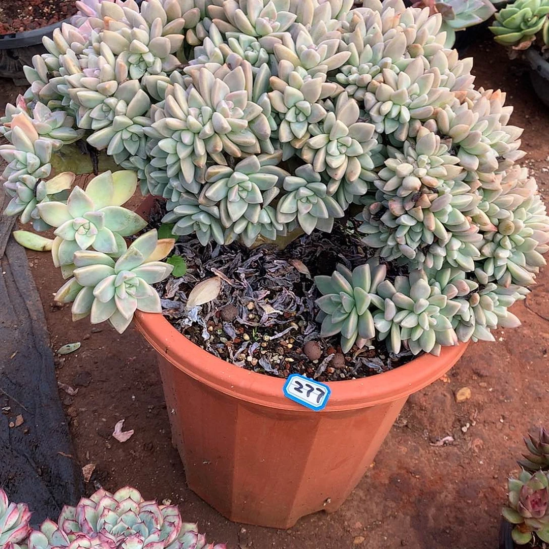 277淡雪缀 一物一拍多肉