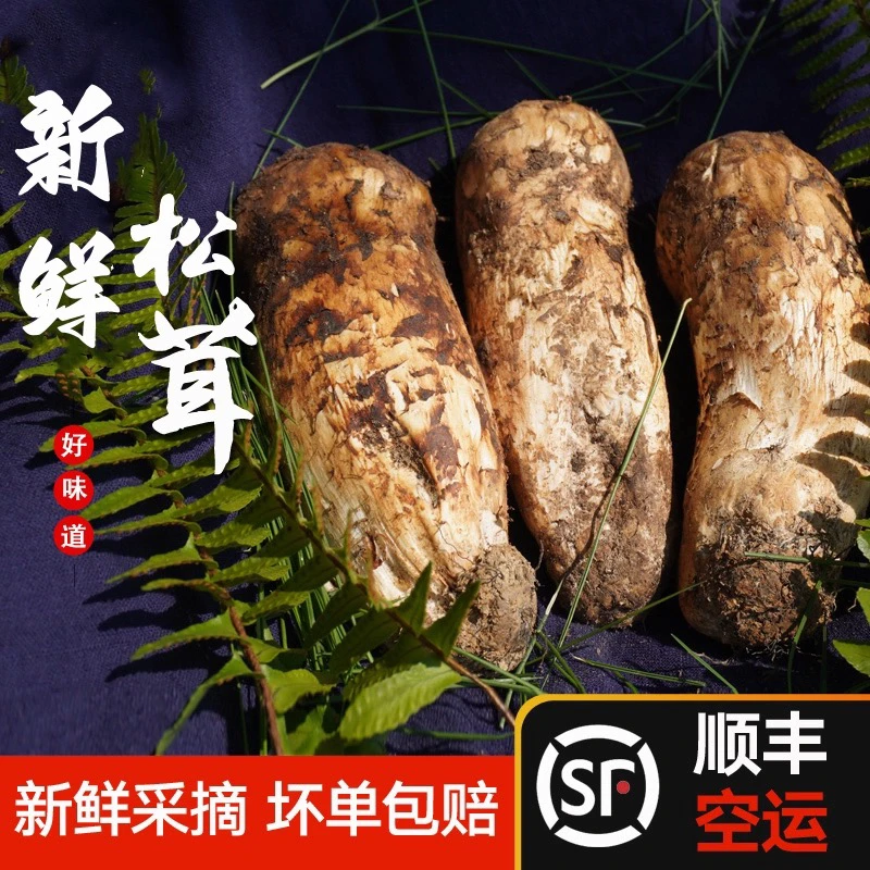 2025四川甘孜阿坝小金新鲜松茸菌子出口级非云南香格里拉松茸