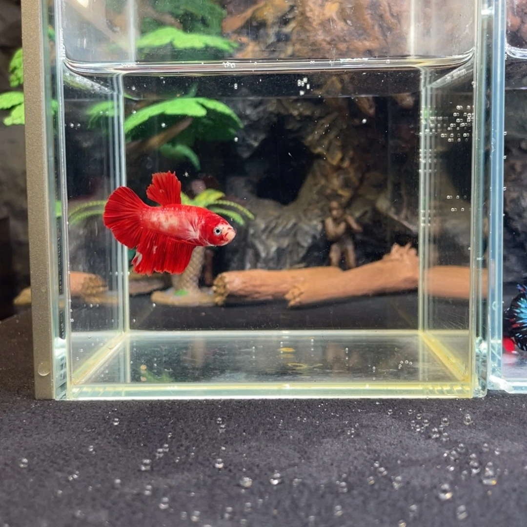 斗鱼十一月二十二日竞价