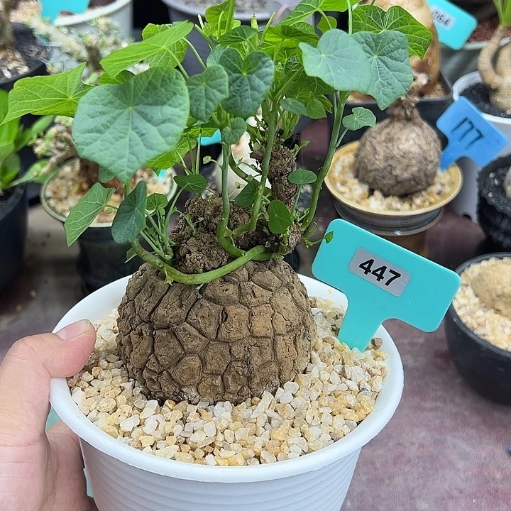 龙甲龟产地多肉植物