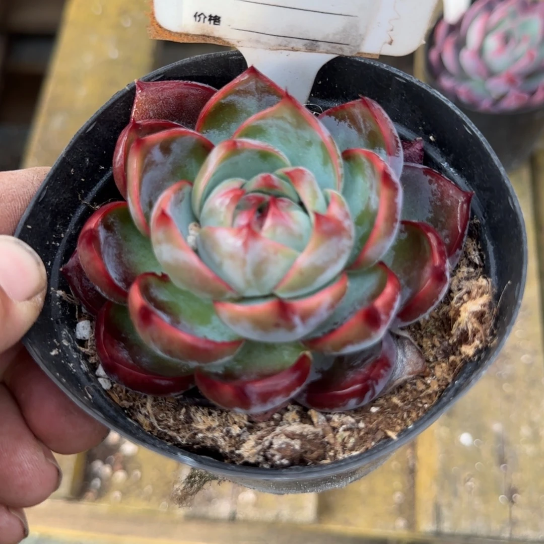 惊鸿一物一拍包装收缩花旱820