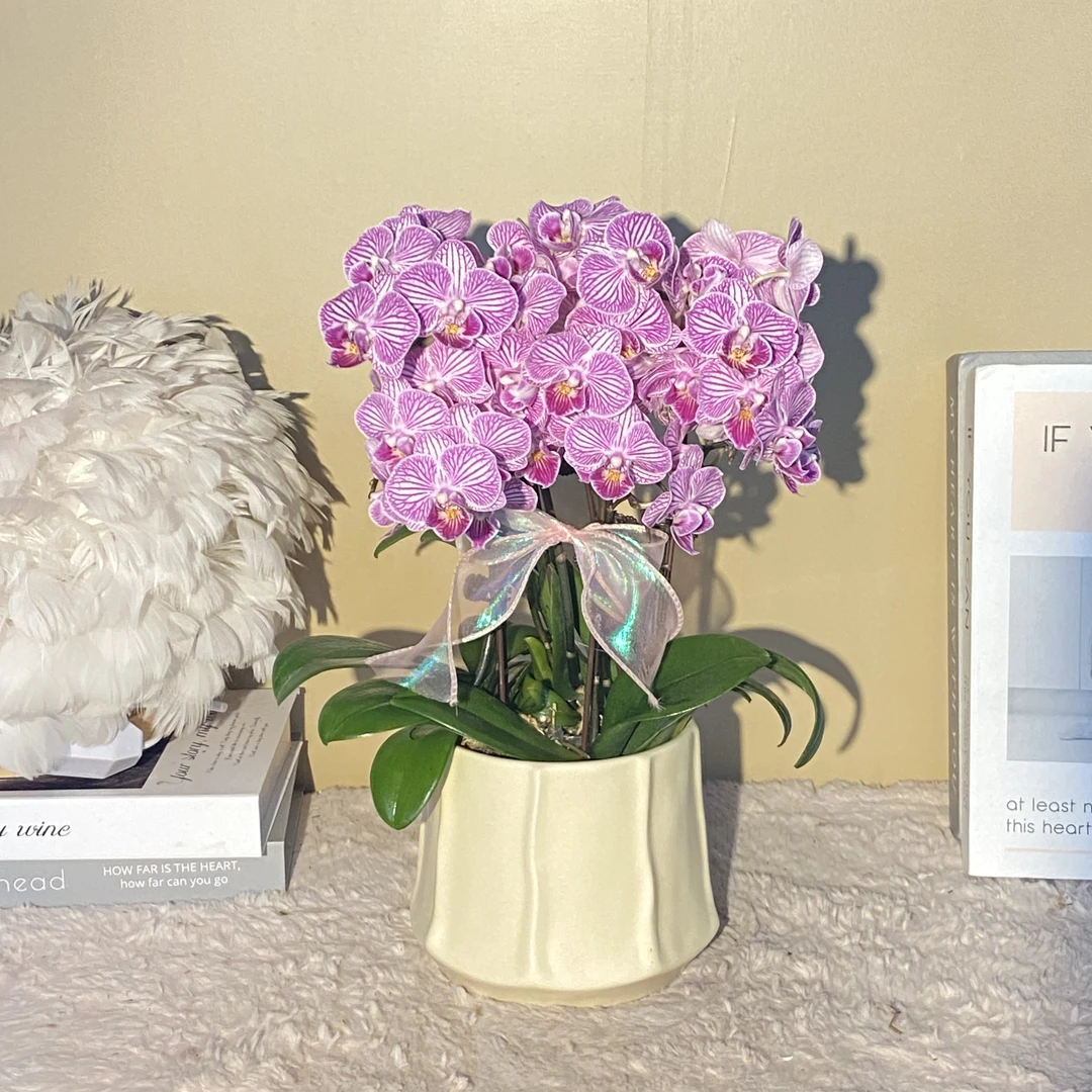 秘密花园  满天星   蝴蝶兰  客厅卧室美观带花带花苞 欧品花