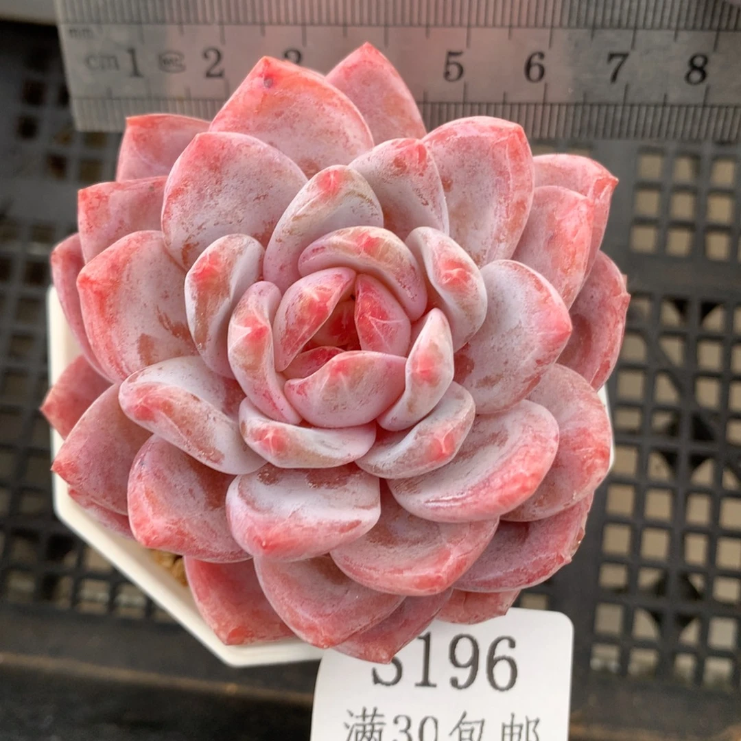 196。糖心。星影橙。