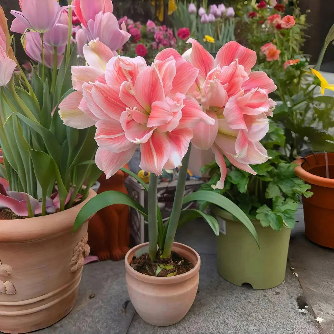 海蒂的花园荷兰重瓣朱顶红种球懒人花卉好养活观赏室内外盆栽植物