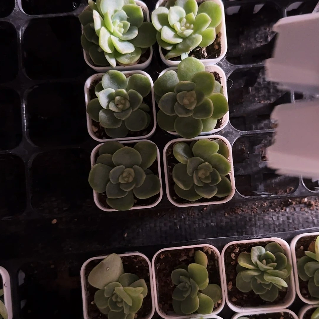 Q谪仙盆9号床一个满25包邮