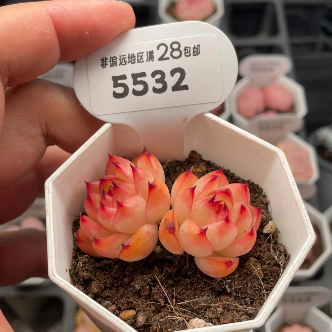 月亮石5532-5.5厘米