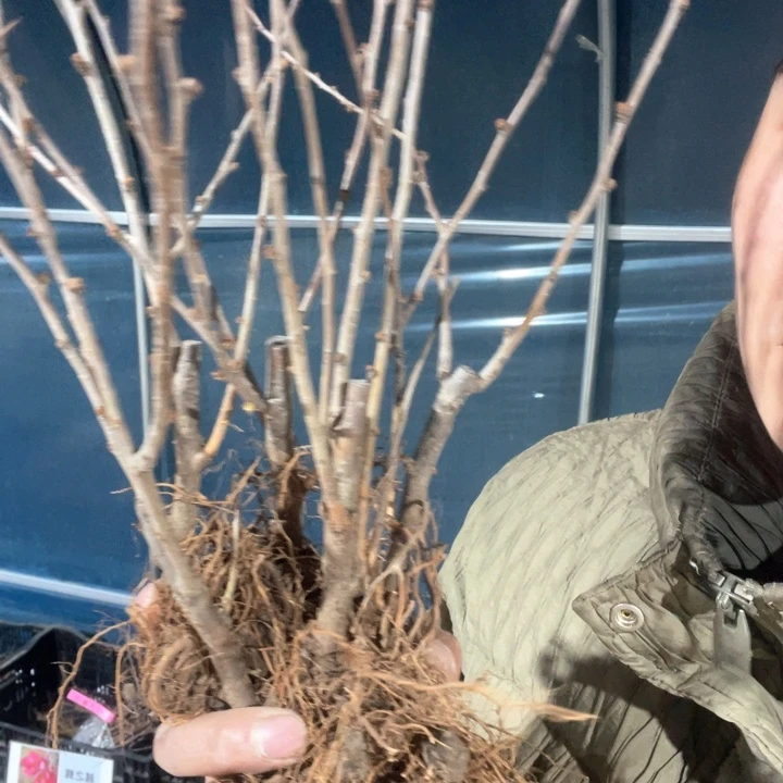 原生越之夕映海棠苗一颗