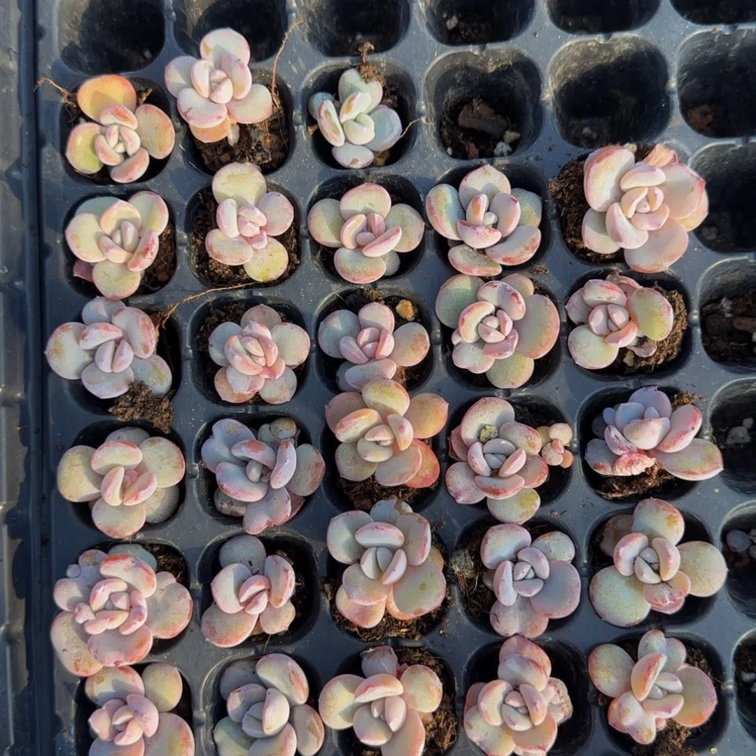 4颗一组小圆叶奶茶畸形无售后特价