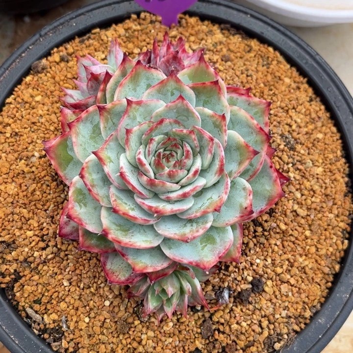 12惊鸿仙子 夏鸣园艺