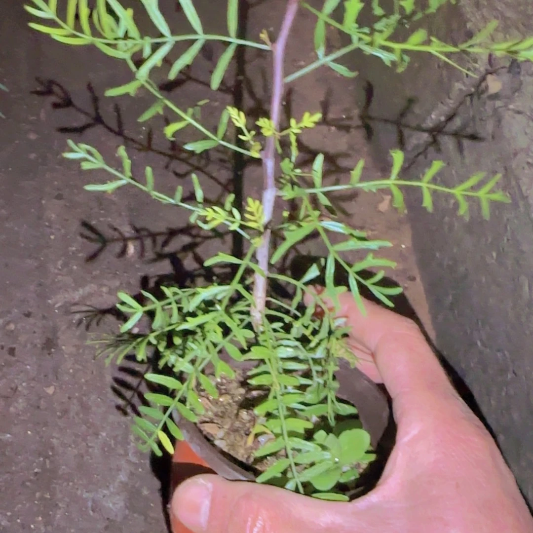 一***等块根植物块根植物