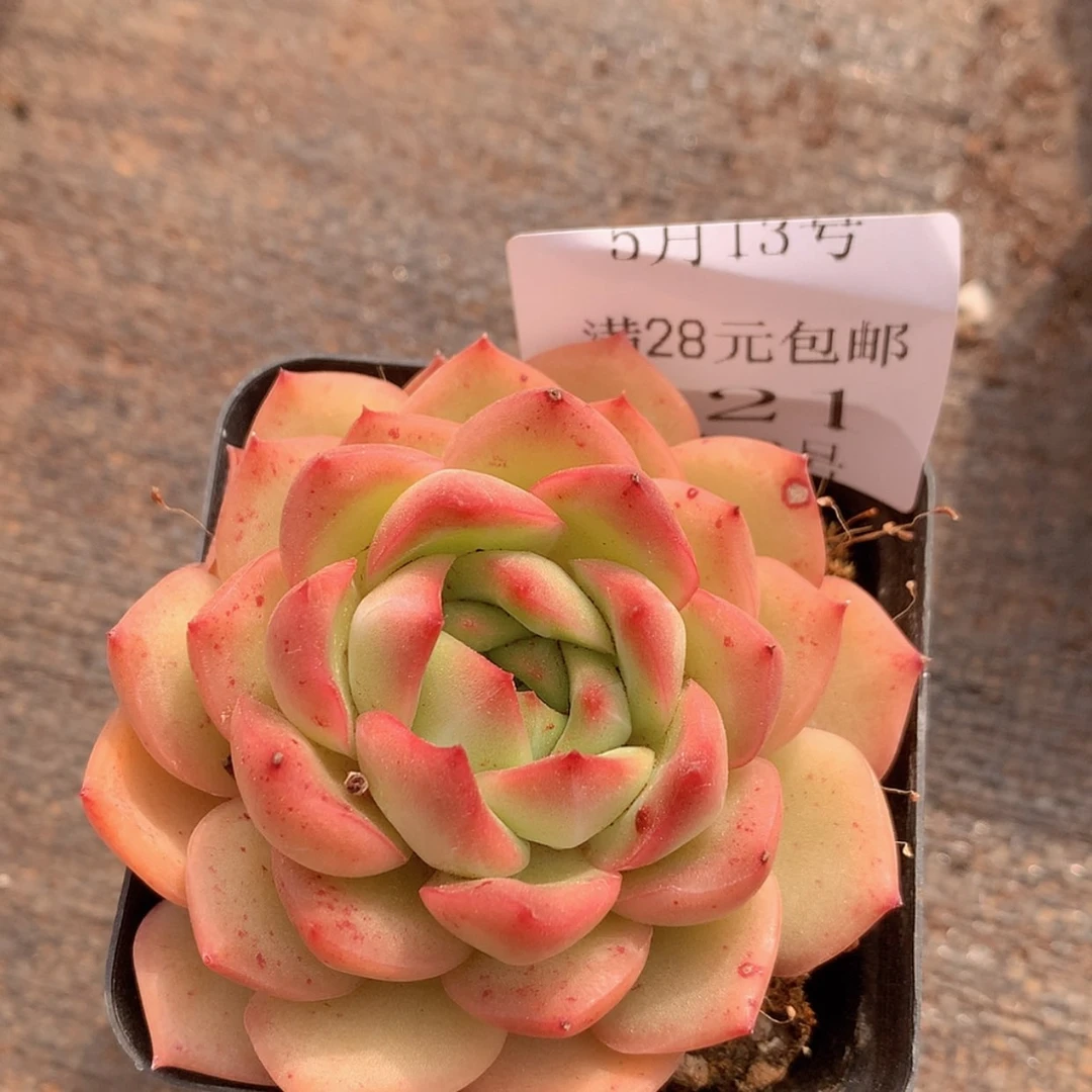 【闪购商品】云121号