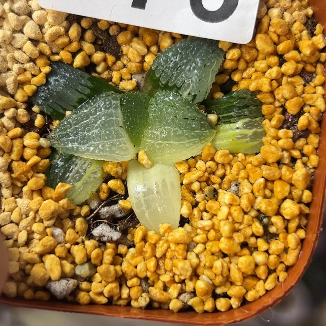 天空之境锦十二卷多肉775