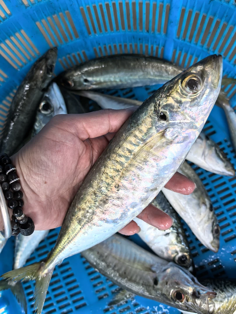 汕尾遮浪本港巴浪鱼 当天捕捞野生巴浪鱼【不新鲜包赔包退】