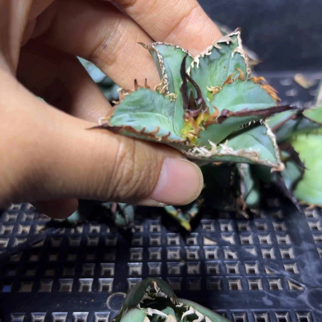 蛋***所龙舌兰 仁王冠 芽子