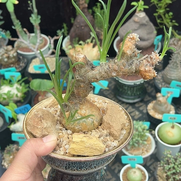 条纹奇峰锦属产地多肉植物