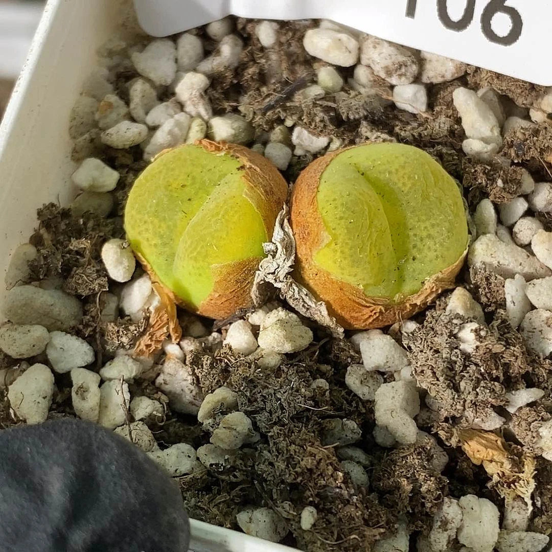 猪*桃喜花园0605-106毛