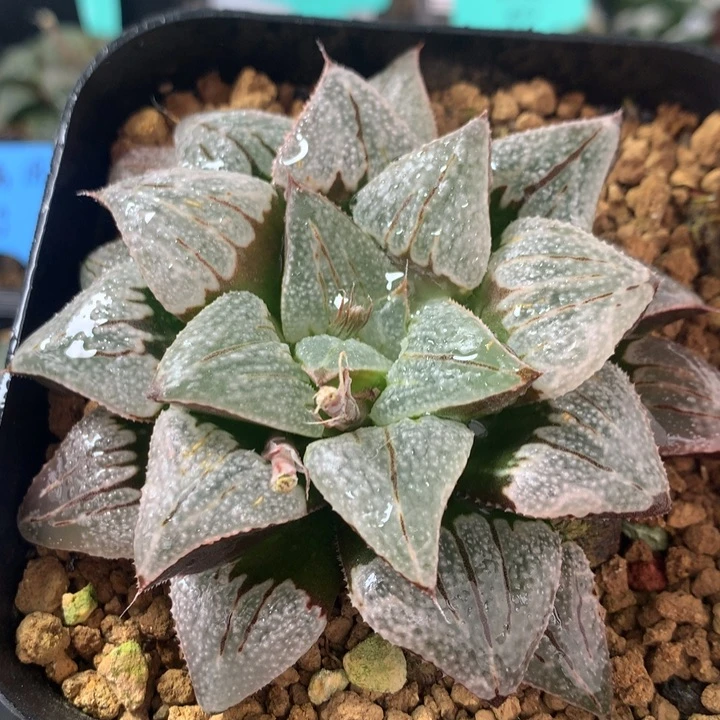 天银一物一拍带盆