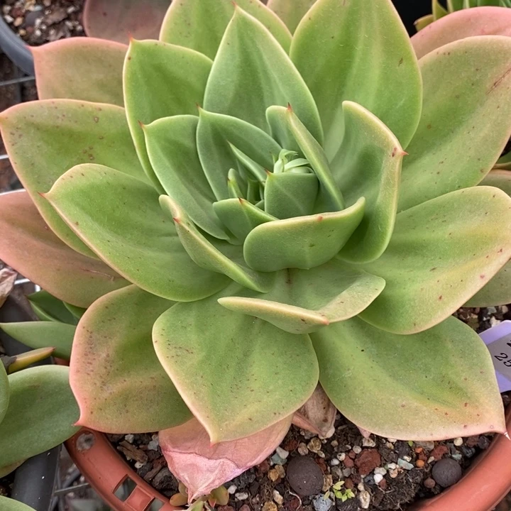 D254- 直播福利 翠鸟