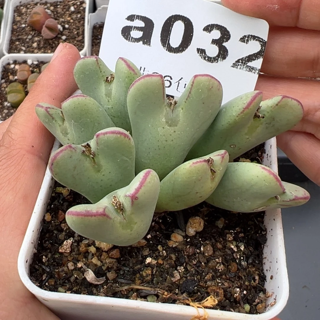 2.2好看的多肉a032