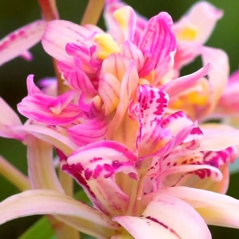 特A级 天香奇蝶 开花浓香 花期长