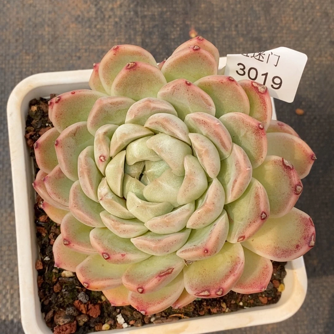 陆*子女神节快乐3019