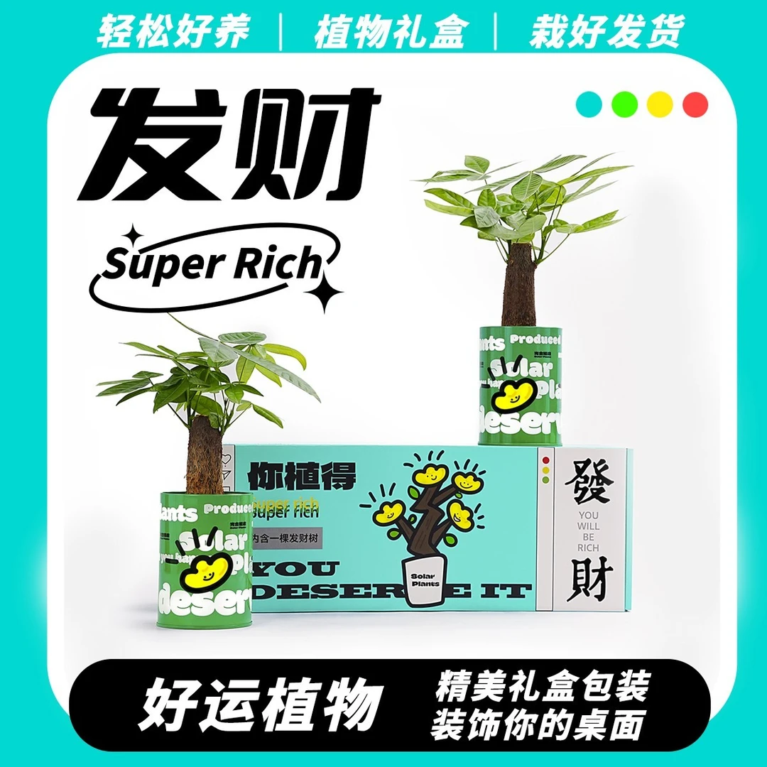 发财树小盆栽办公室放青松绿植创意生日礼物工位桌面绿植光合植物