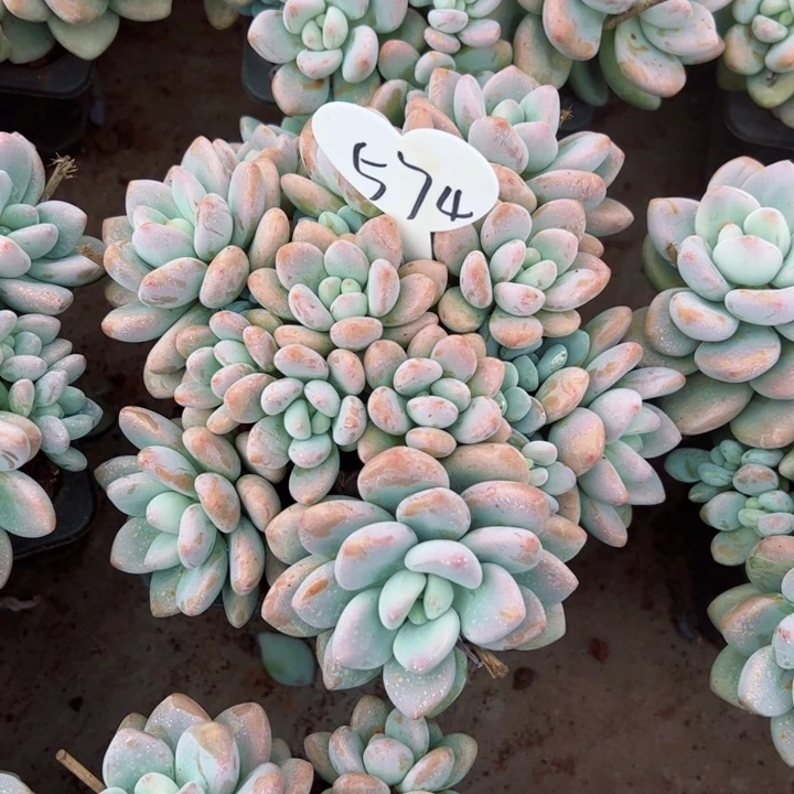 574洛神平平安安快快乐乐