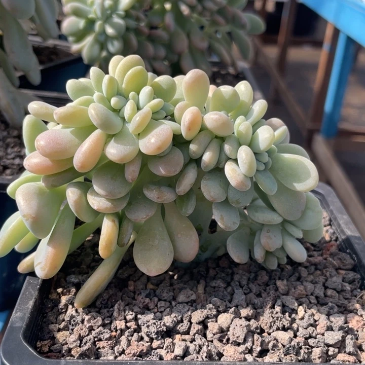 红洛神缀化高板小树