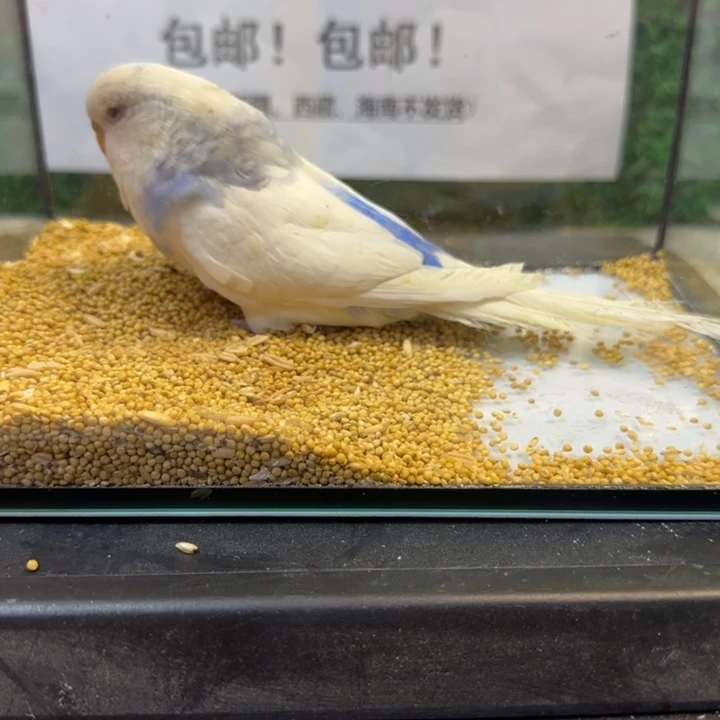 虎皮鹦鹉大头虎皮鹦鹉