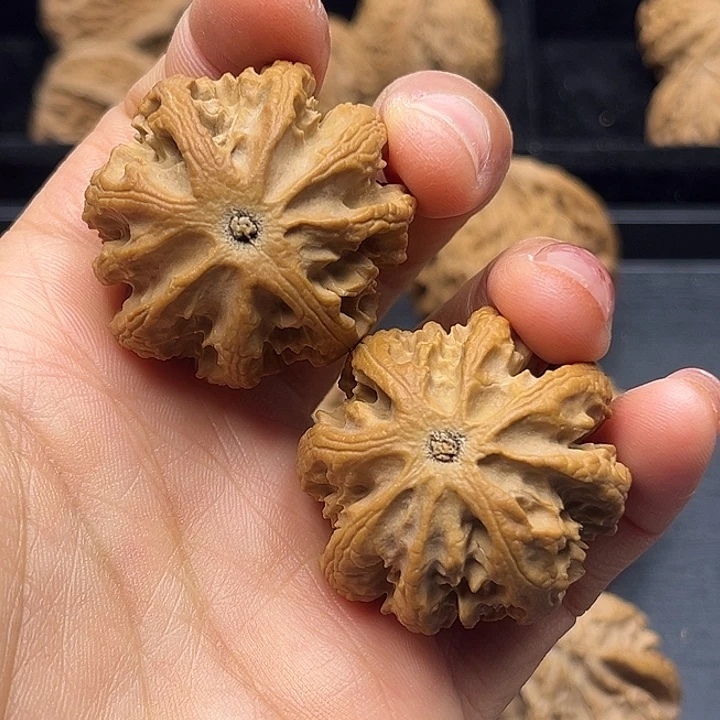 核桃秦岭突突突突突突