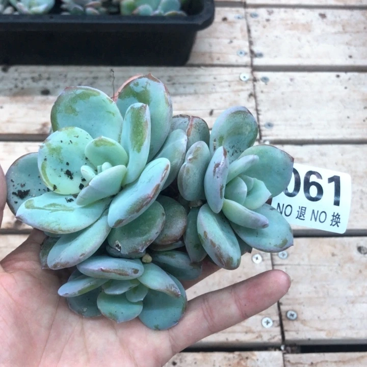 韩版自然群奶茶3头。61