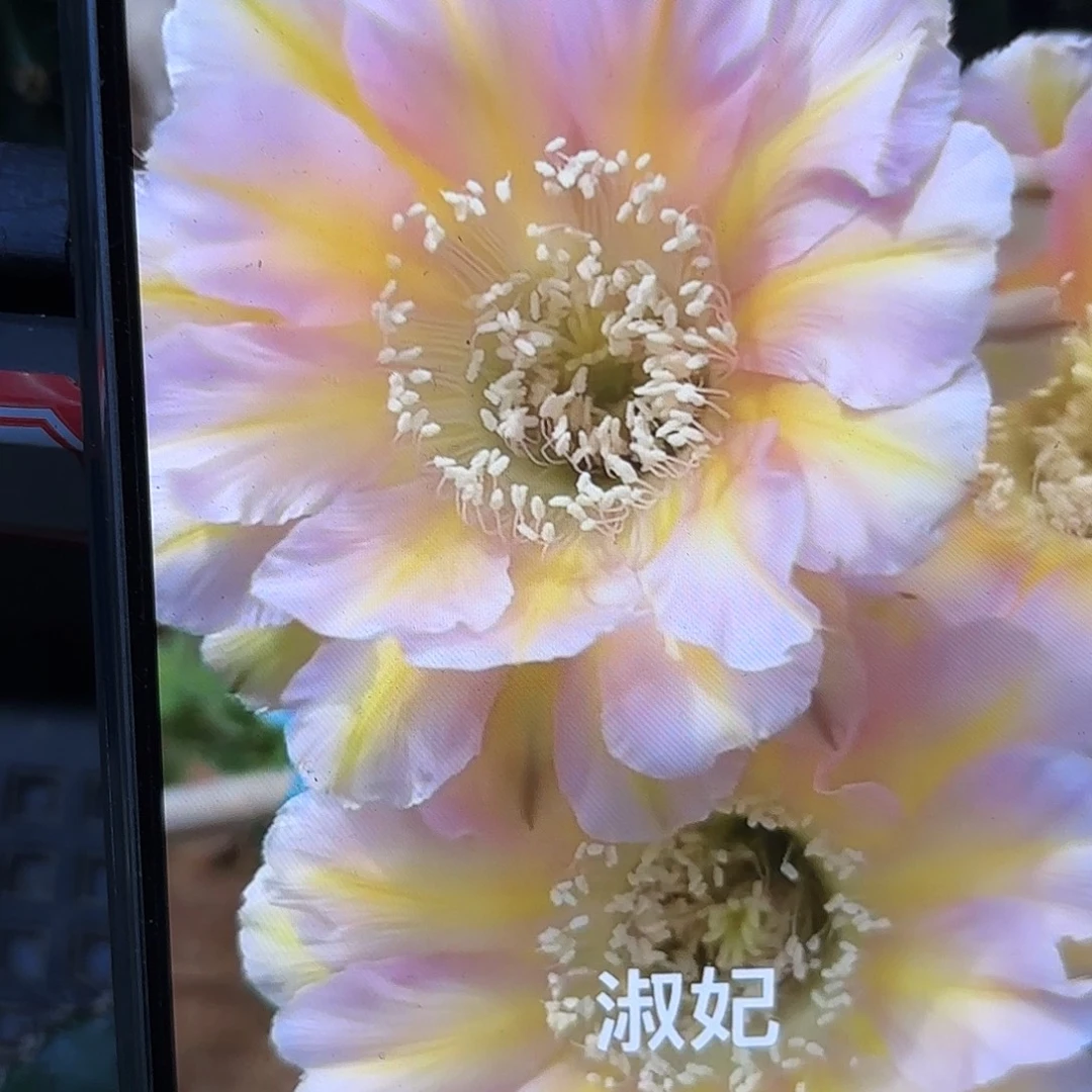 淑妃彩侧牙5公分20包邮仙人球45