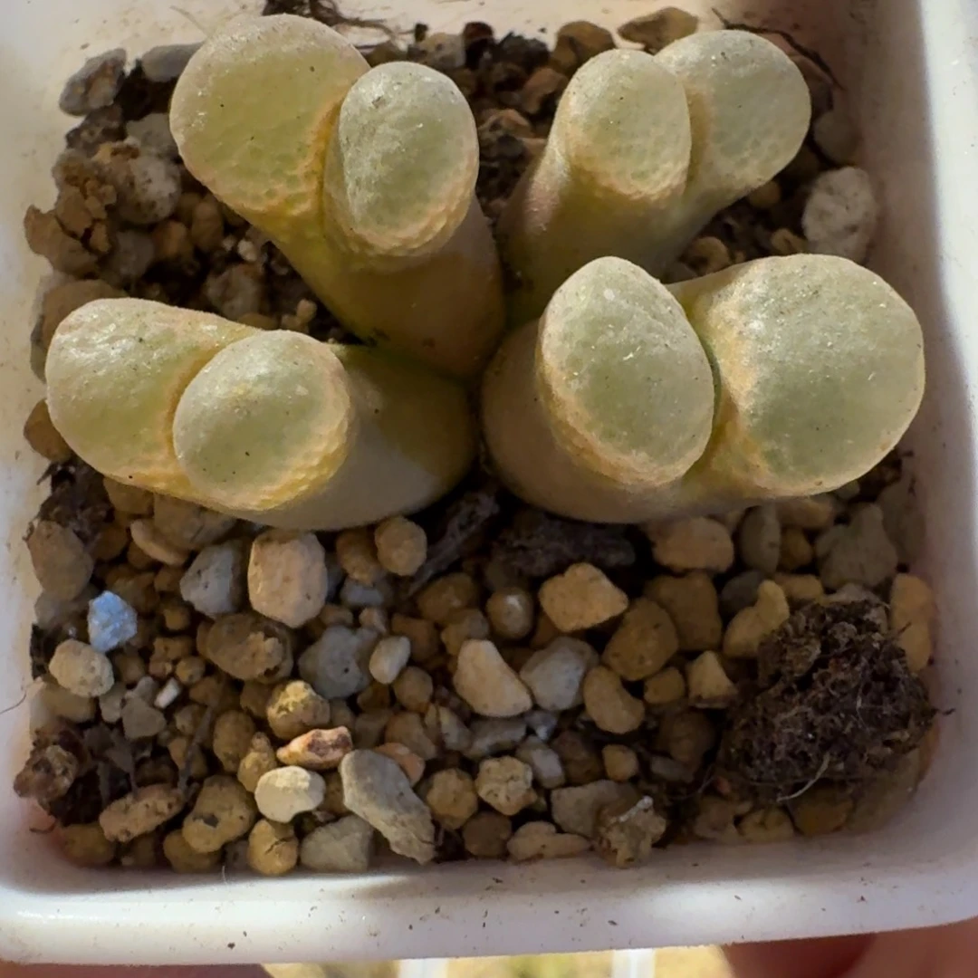 小**?脱土发货............