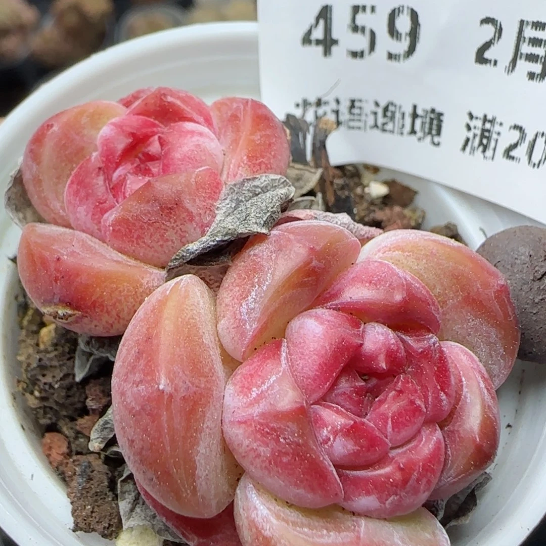 花语逸镜0226-459