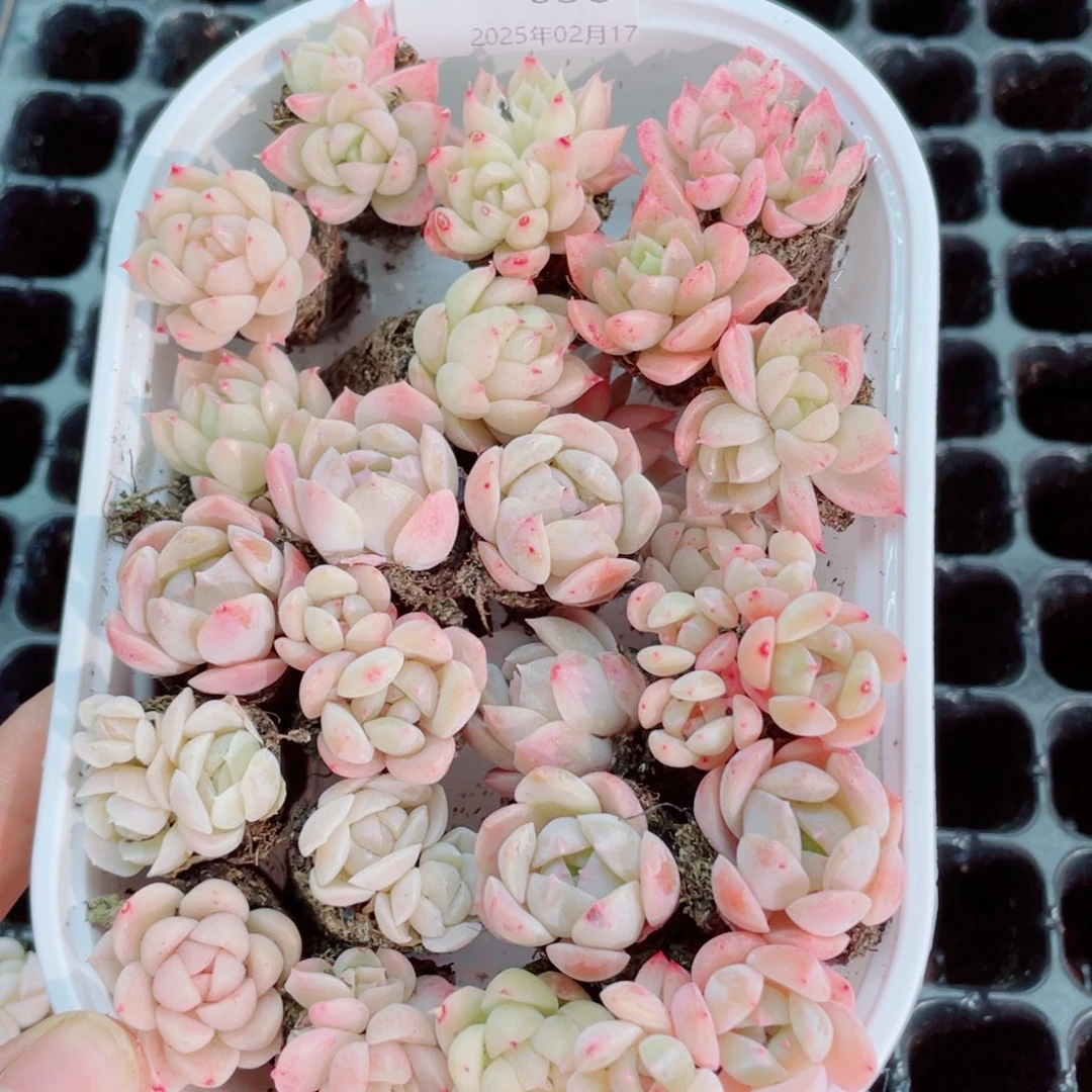 开心开心快乐038