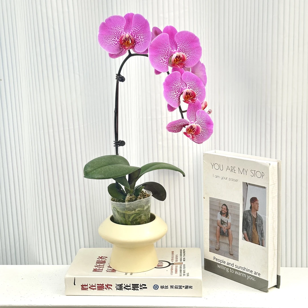 蝴蝶兰《粉钻》超级大花带斑点蜡质花超长花期1-1