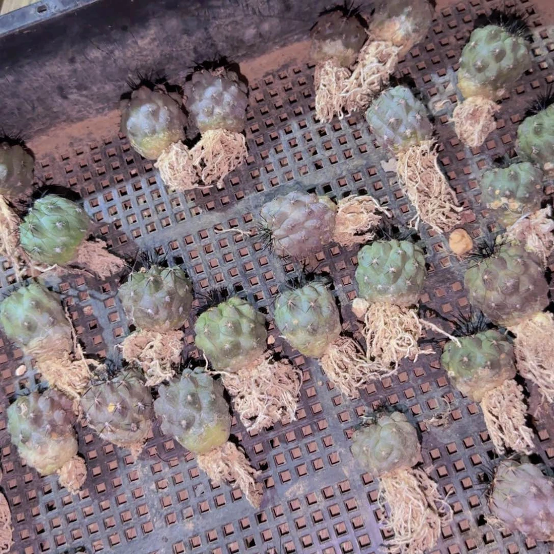 块根植物块根植物块根