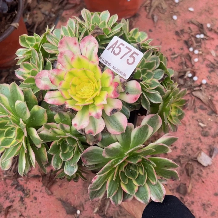 海王多肉植物575.