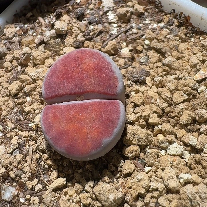 生石花2:：。在。 382号