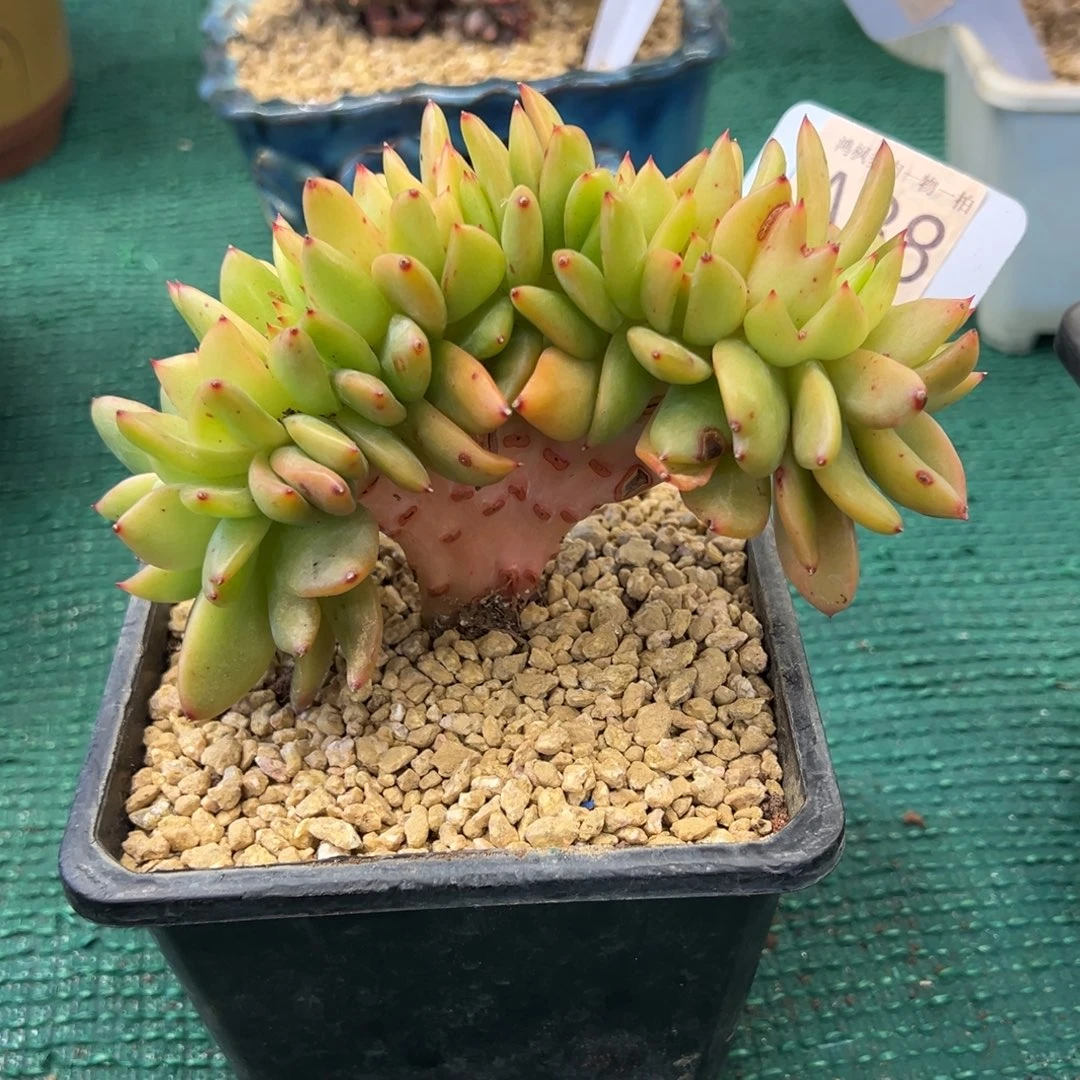 无花朵翠花缀化，，，，，，，，，，，，，，，，