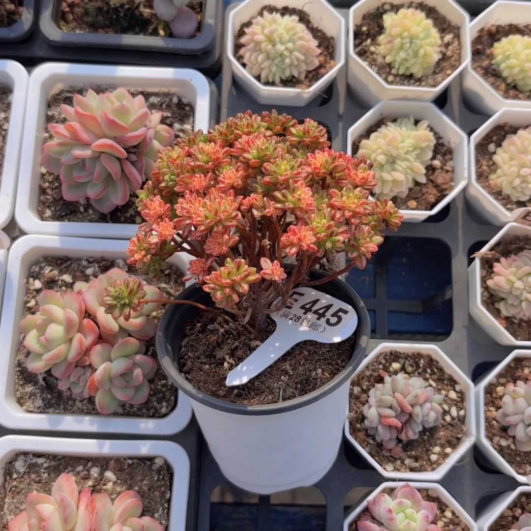 E445小人集锦一物一拍