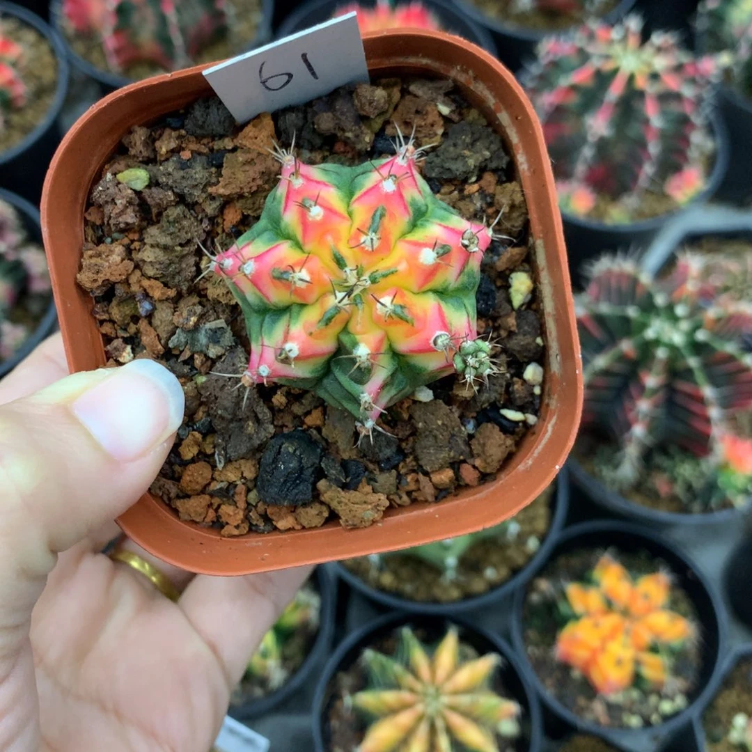 仙人球米哈牡丹锦