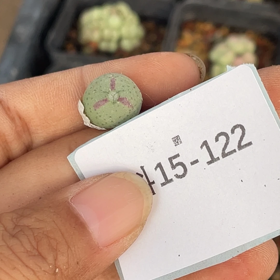 姬***君15-122肉锥多肉植物