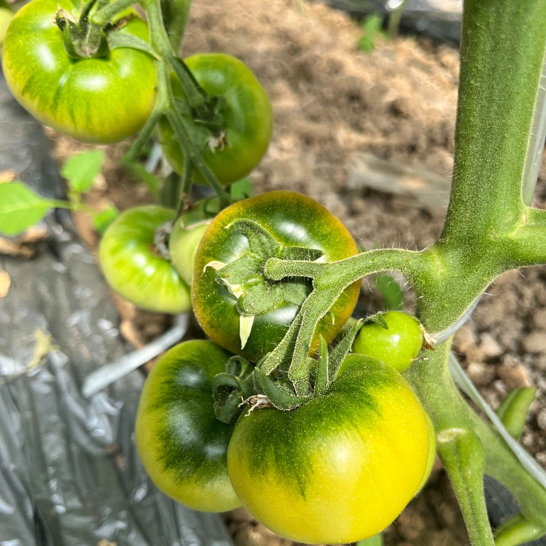 天津本地铁皮西红柿5斤装 上下幅度100g  新鲜采摘 京东快递包邮