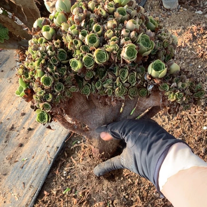 玫瑰朵朵脱土发货啊