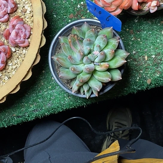 子*106//////////////